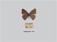 藏品(豆波灰蝶)的圖片